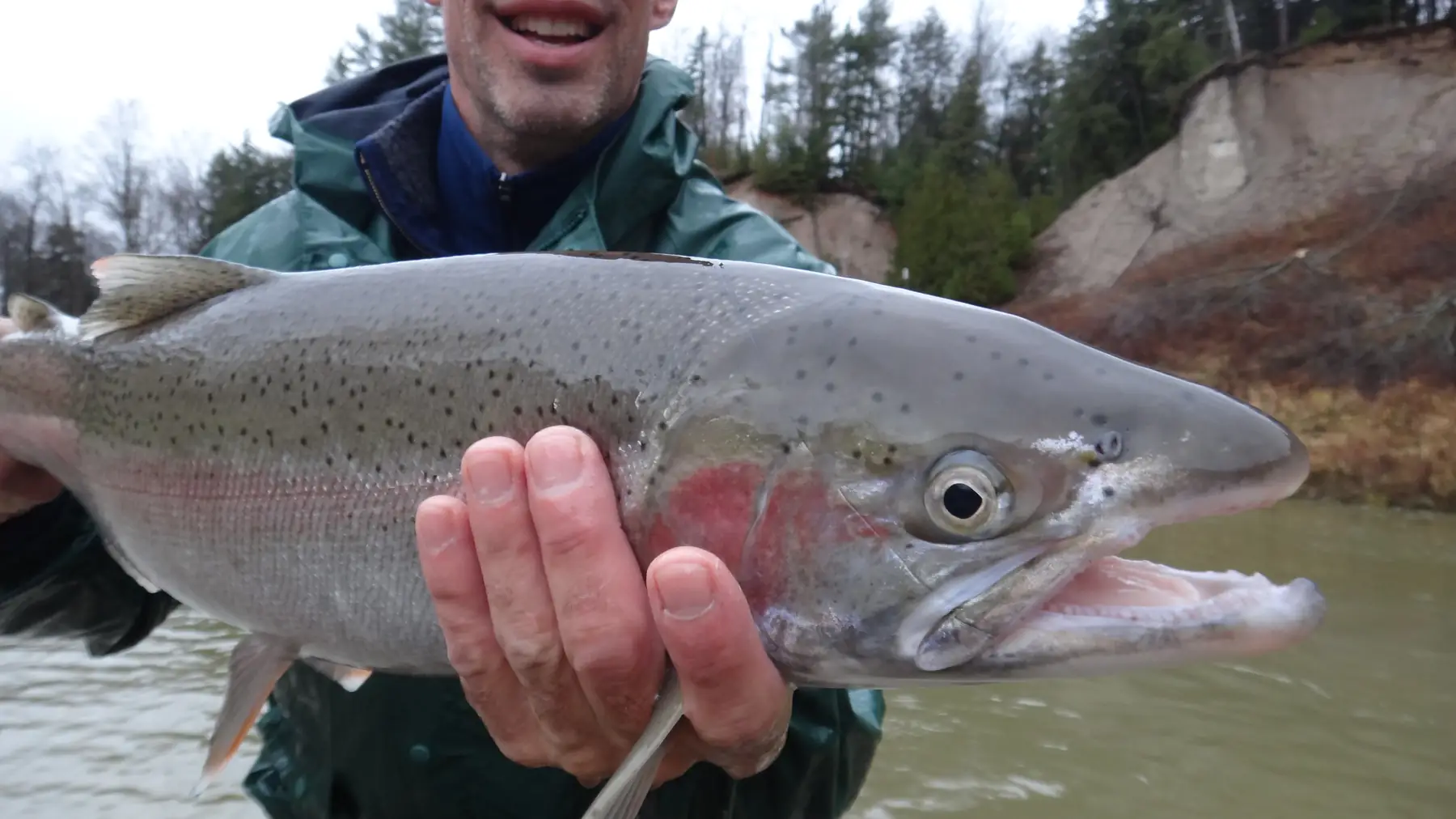 An angler holding a chrome spring steelhead below a shale bank