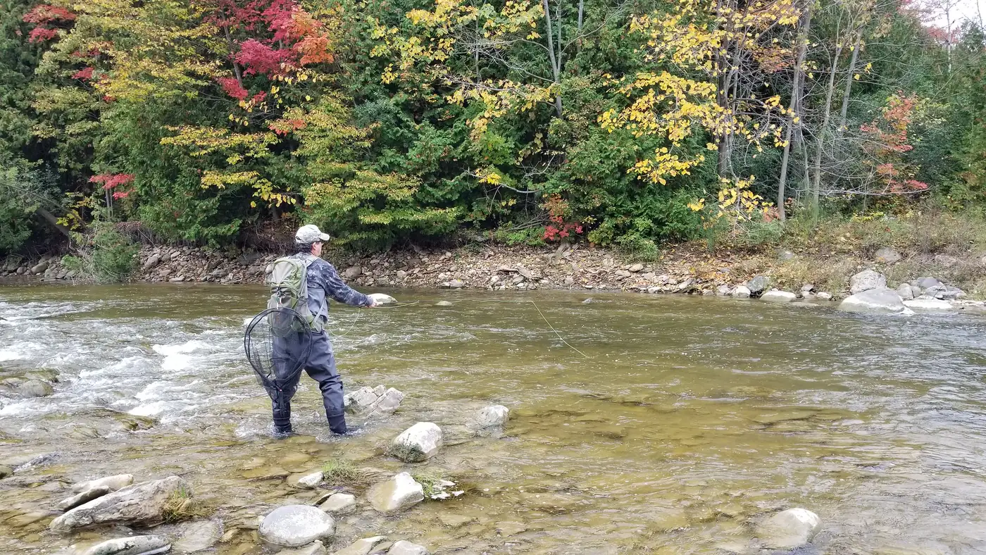 An angler wading the Bighead River among fall colours