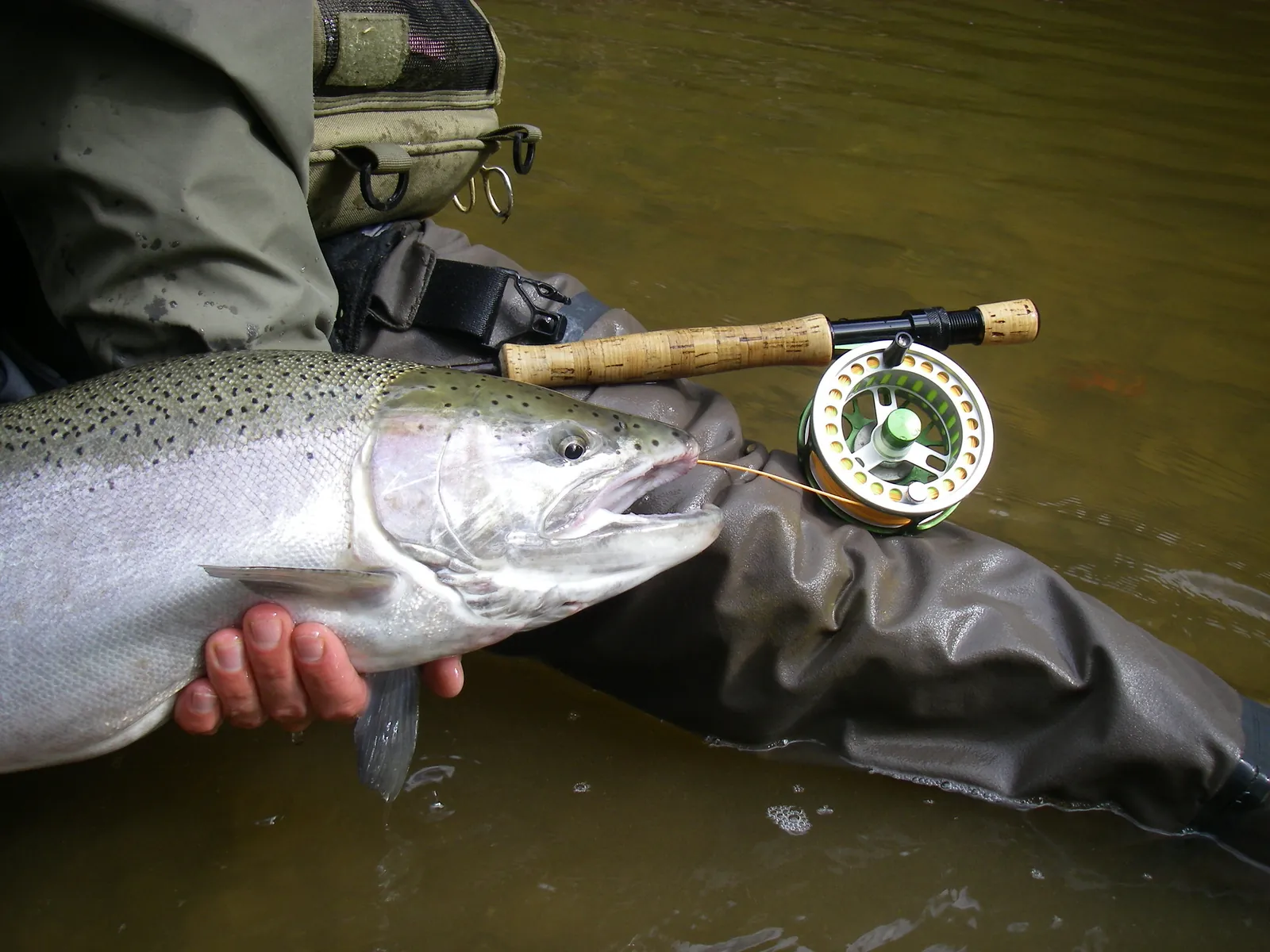 A chrome steelhead held beside a fly rod and reel on Bronte Creek