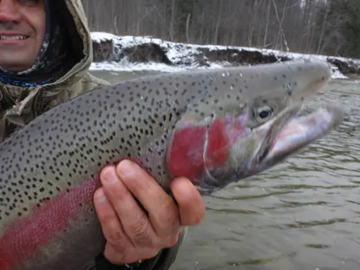 A chrome steelhead with a deep pink stripe held above the river