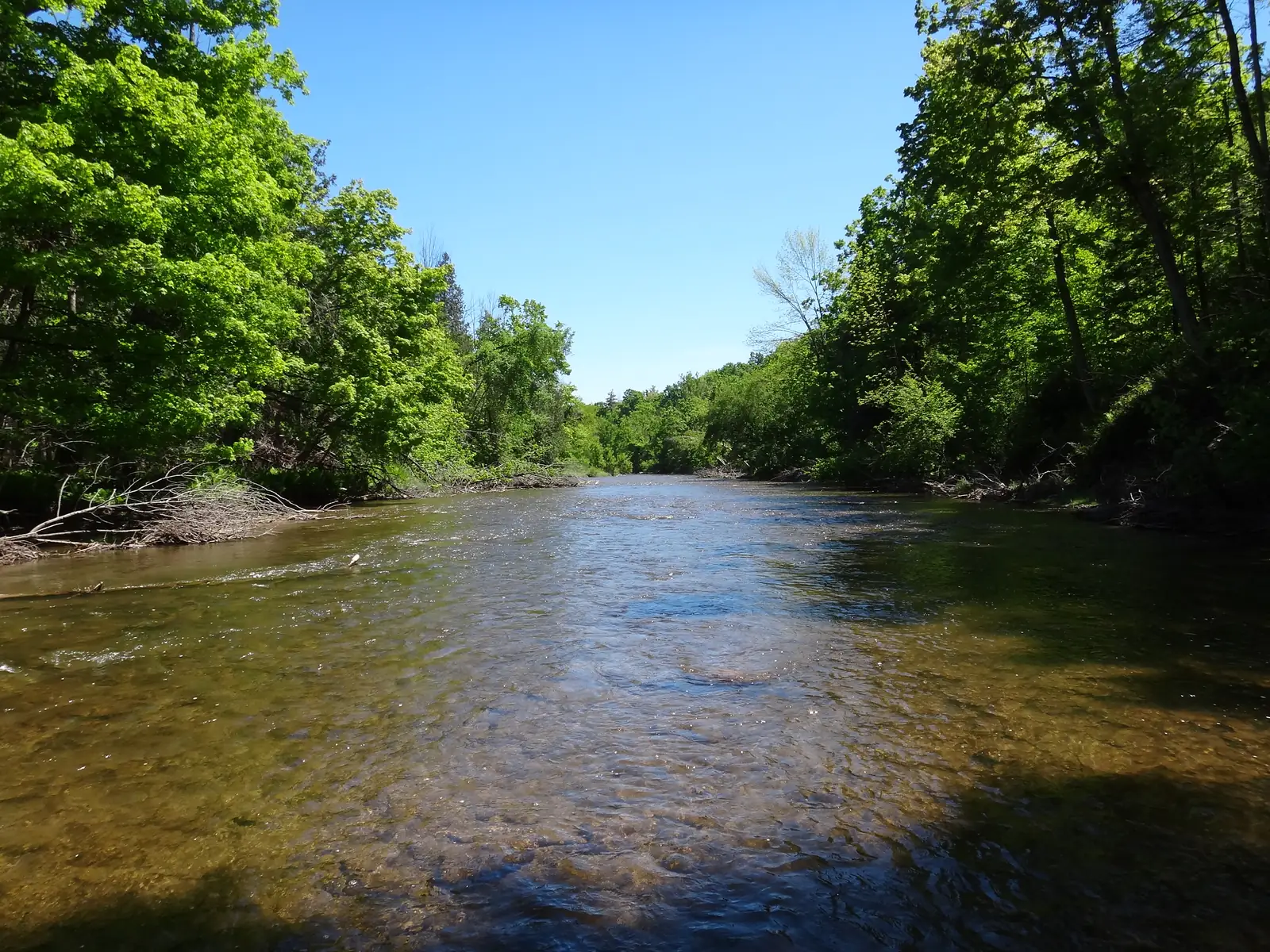 The middle Credit River running clear under green summer trees