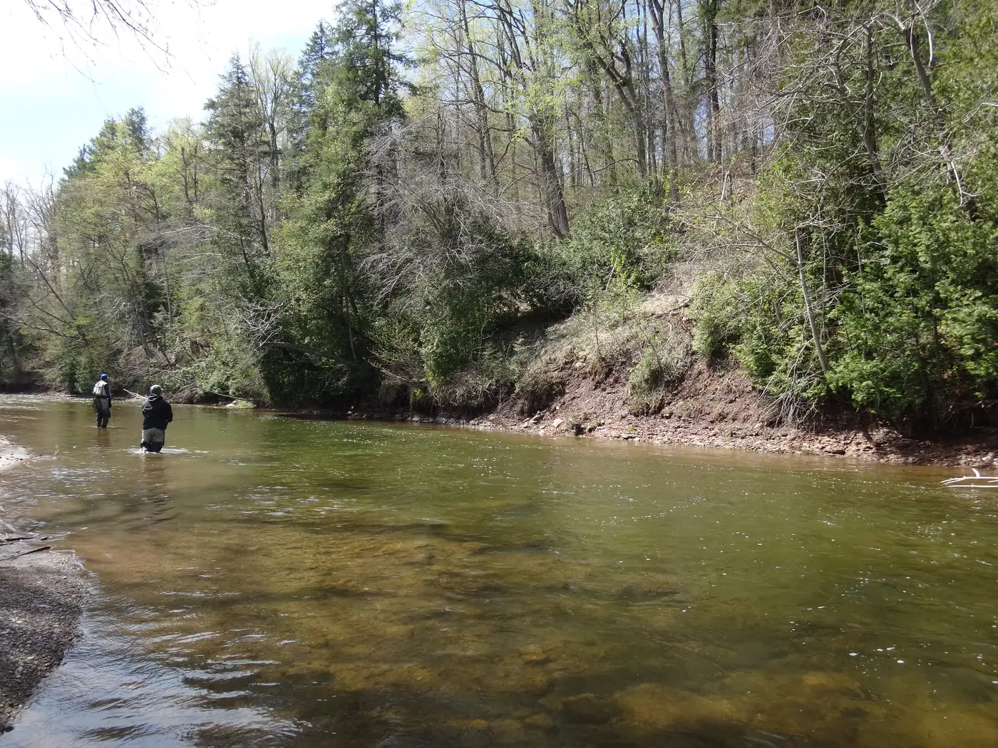 Anglers wading the Credit River below a wooded bank in spring