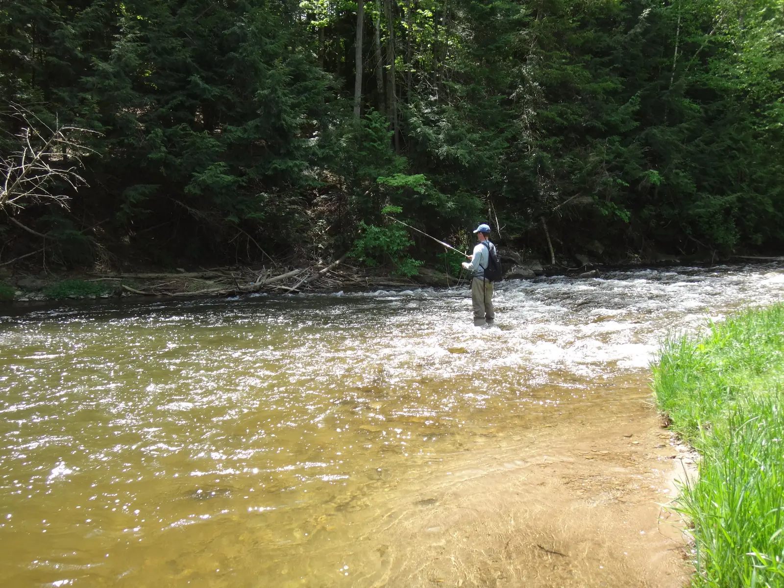 An angler fly fishing a fast riffle on the upper Credit River