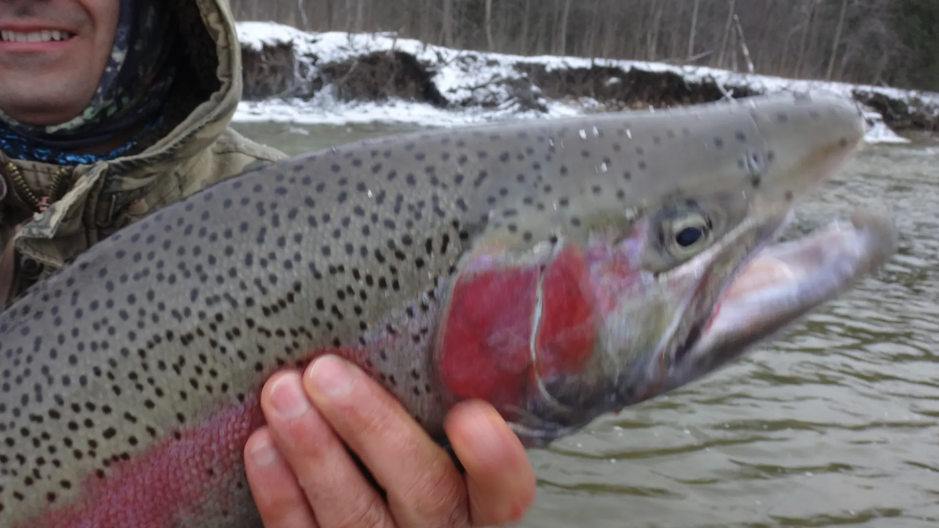 A chrome steelhead held low over dark river water before release