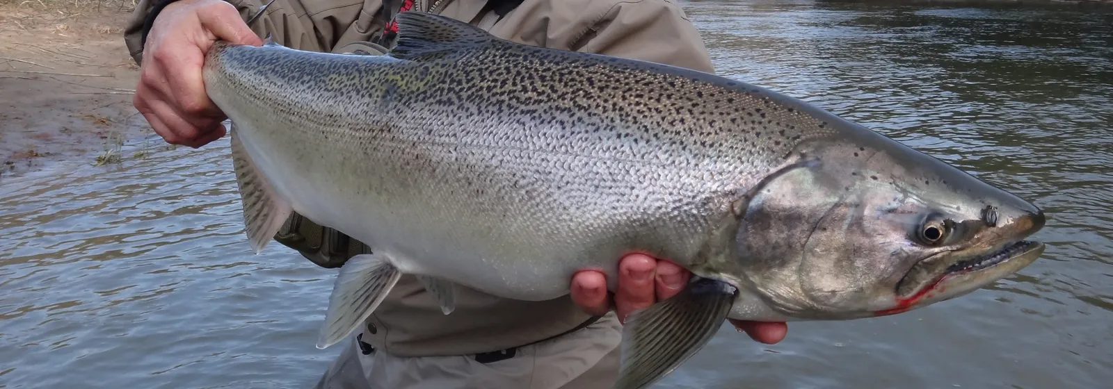 A large salmon held just above the river