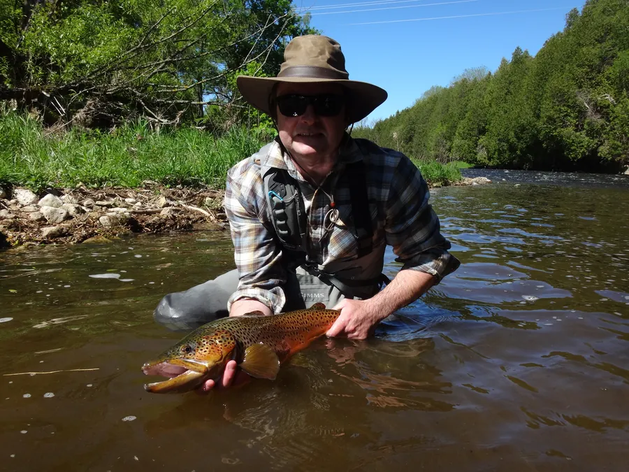 An angler wading a summer river with a brown trout at the surface