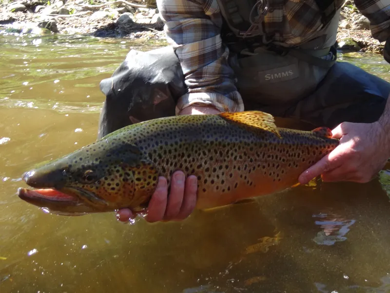 A big golden brown trout held in both hands just above the water