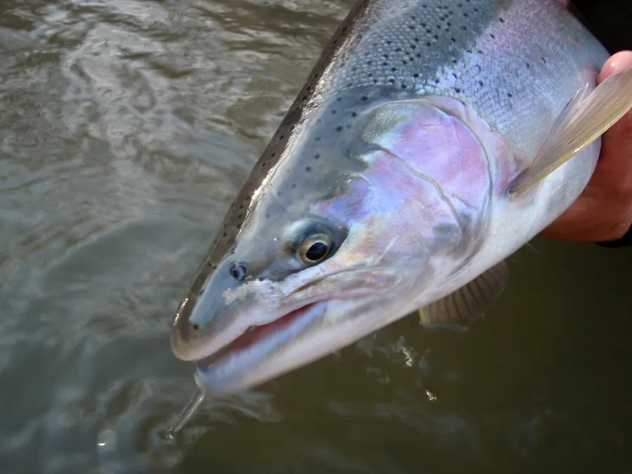 A bright chrome Great Lakes steelhead held above the water before release