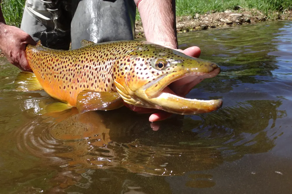 A large golden brown trout held at the surface of the Grand River just before release